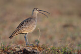 Image. Whimbrel