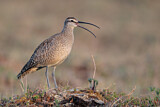 Image. Whimbrel