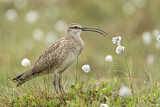 Image. Whimbrel