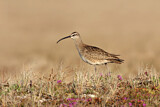 Image. Whimbrel