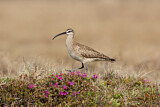 Image. Whimbrel