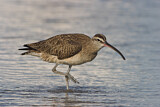 Image. Whimbrel