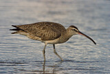 Image. Whimbrel