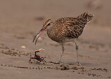 Image. Whimbrel