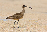 Image. Whimbrel