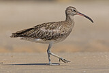 Image. Whimbrel