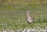 Image. Whimbrel