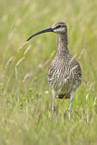 Image. Whimbrel