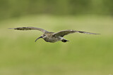Image. Whimbrel