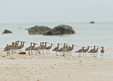 Image. Whimbrel