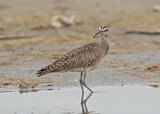 Image. Whimbrel