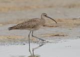 Image. Whimbrel