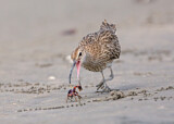 Image. Whimbrel