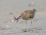 Image. Whimbrel
