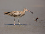 Image. Whimbrel