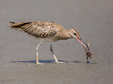 Image. Whimbrel