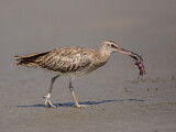 Image. Whimbrel