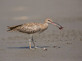 Image. Whimbrel