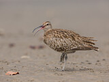 Image. Whimbrel