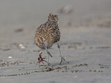 Image. Whimbrel