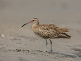 Image. Whimbrel