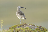 Image. Whimbrel