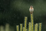 Image. Whinchat