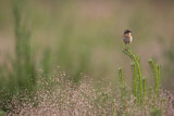 Image. Whinchat