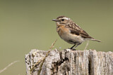 Image. Whinchat