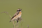 Image. Whinchat