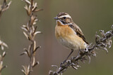 Image. Whinchat