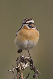 Image. Whinchat