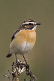 Image. Whinchat