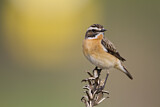 Image. Whinchat