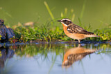 Image. Whinchat