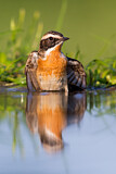 Image. Whinchat