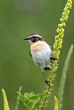Image. Whinchat
