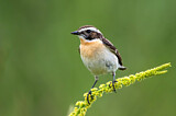 Image. Whinchat