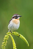 Image. Whinchat