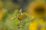 Image. Whinchat