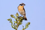 Image. Whinchat