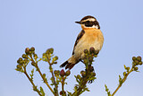 Image. Whinchat
