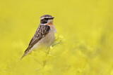 Image. Whinchat