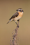 Image. Whinchat