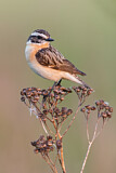Image. Whinchat