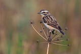 Image. Whinchat