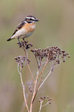 Image. Whinchat