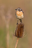 Image. Whinchat