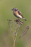 Image. Whinchat