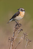 Image. Whinchat